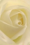 Enveloped in the serene glow of soft window light, this cream-white rose opens its petals with a whisper, inviting you to experience its quiet dignity up close. Delicate ivory folds spiral toward the heart, their matte texture almost tangible to the imagination, reminiscent of early morning dew along Dartford's leafy Highfield Road. Fine shadows curl within each layer, providing depth and gentle drama-each shadow a tribute to the thoughtful artistry behind every arrangement at Dartford Flowers. The overall mood exudes peace, much like a silent stroll through Central Park at dawn. This exquisite rose, ideal for sympathy, admiration, or new beginnings, seems to embody both resilience and a gentle vulnerability. Its fragrance, barely discernible but undeniably pure, hints at the freshness so valued in flowers sourced for same-day delivery in Dartford. To behold this image is to sense not only the flower's natural grace, but also the heartfelt expertise poured into every composition meant to bring solace and beauty to life's most significant moments.